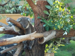 Il Koala !