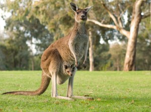 kangaroo1
