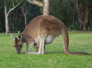 kangaroo2