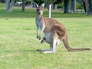 kangaroo3
