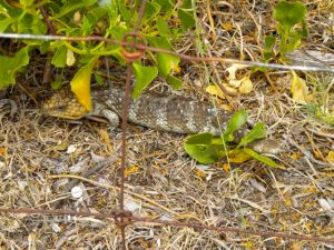 bobtail lizard